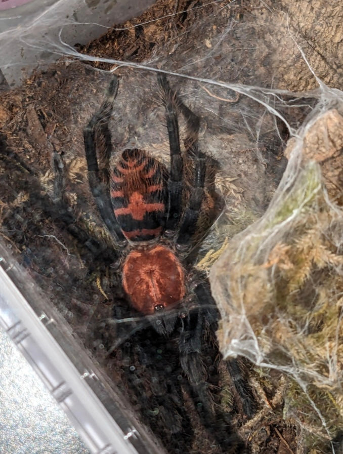 Davus pentaloris (Guatemalan Tiger Rump Tarantula)