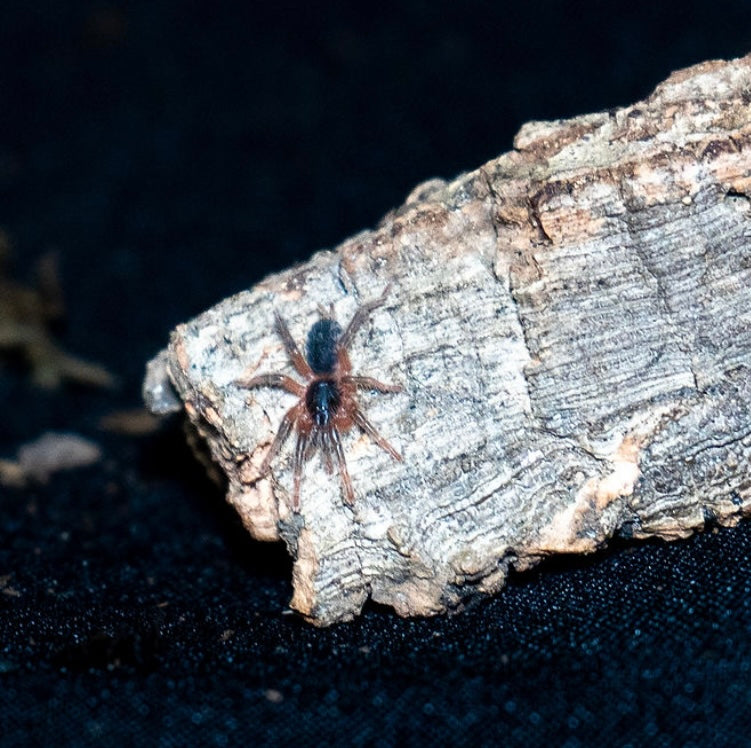 Davus sp. 'Panama' (Lava Tarantula)