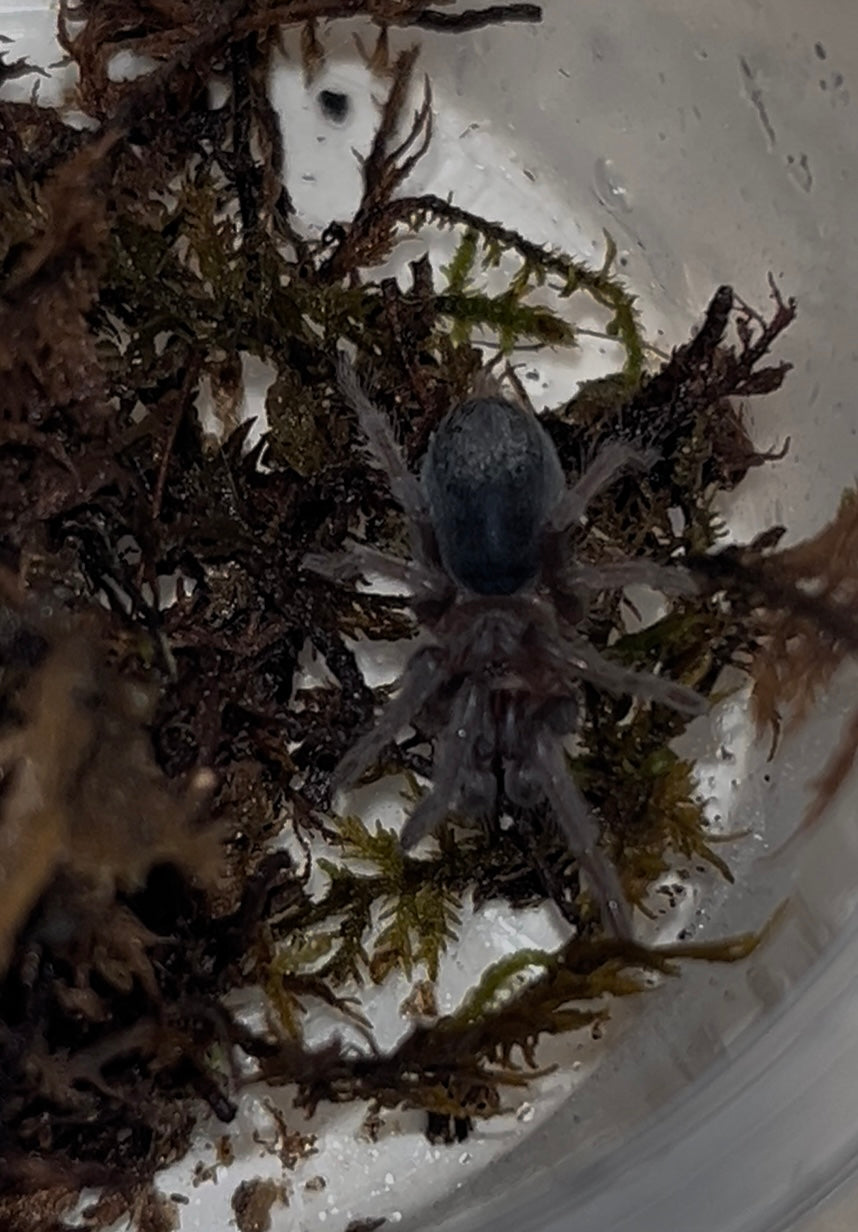Aphonopelma seemanni (Costa Rican Zebra, Stripe Knee Tarantula)