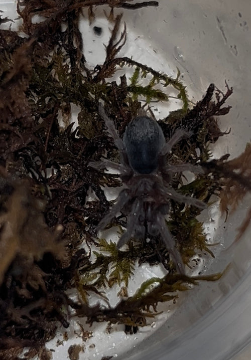 Aphonopelma seemanni (Costa Rican Zebra, Stripe Knee Tarantula)