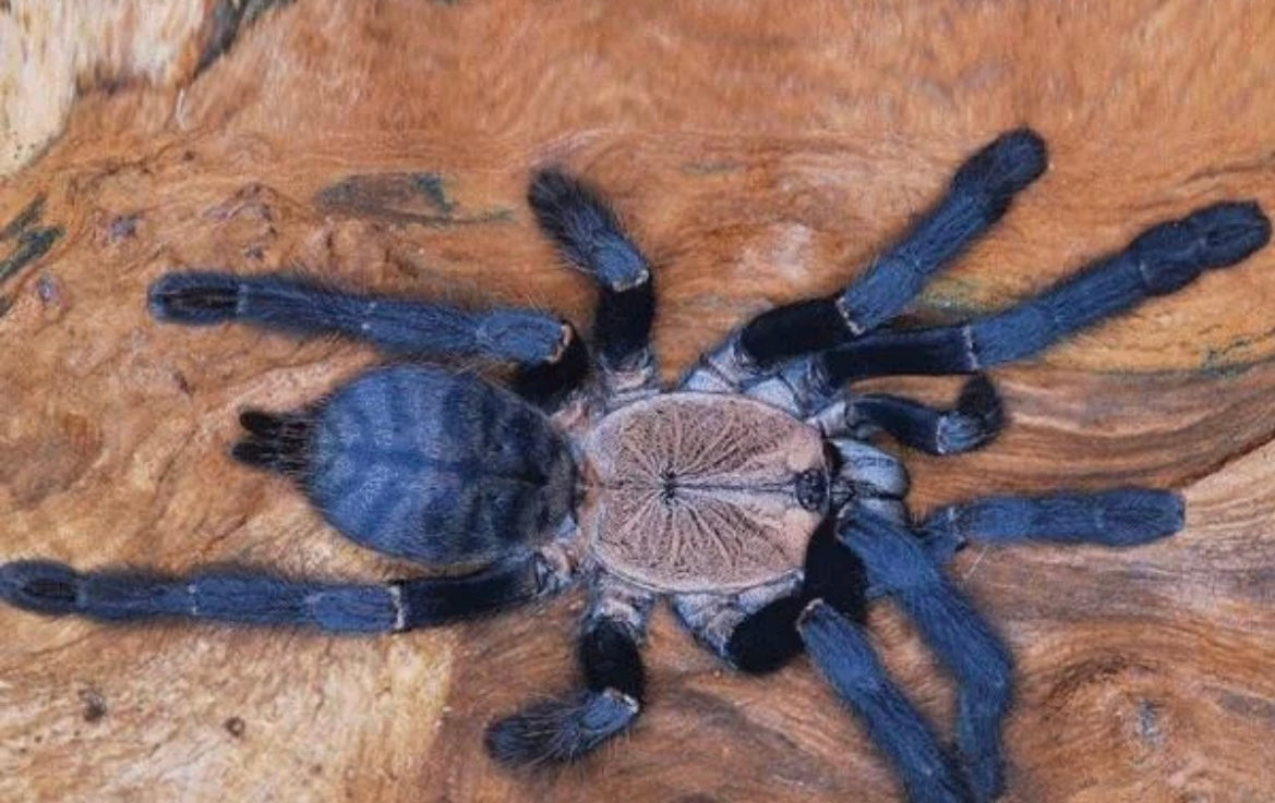 Phormingochilus hatihati (Ex. Cyriopagopus — Purple Earth Tiger Tarantula)