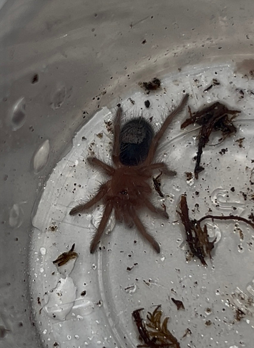 Grammostola pulchripes (Chaco Golden Knee Tarantula)