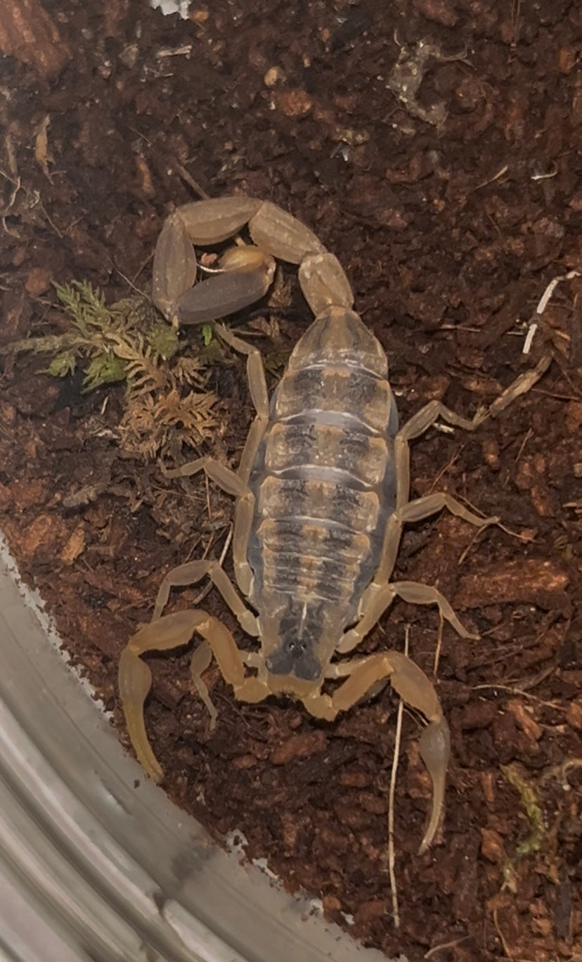 Centruroides gracilis (Florida Bark Scorpion)