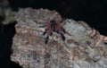Ephebopus cyanognathus (Blue Fang Tarantula)