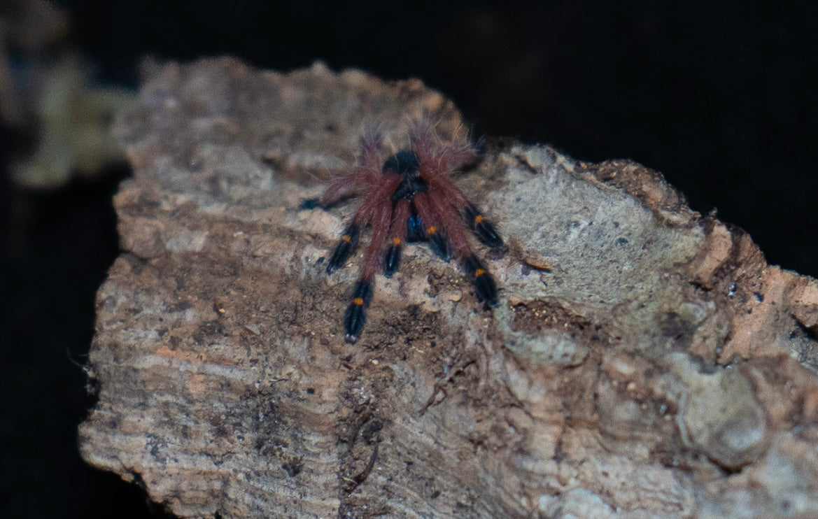 Ephebopus cyanognathus (Blue Fang Tarantula)