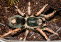 Kochiana brunnipes (Dwarf Pink Leg Tarantula)