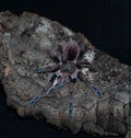 Pamphobeteus sp. 'Mascara' (Mascara Birdeater Tarantula) Female