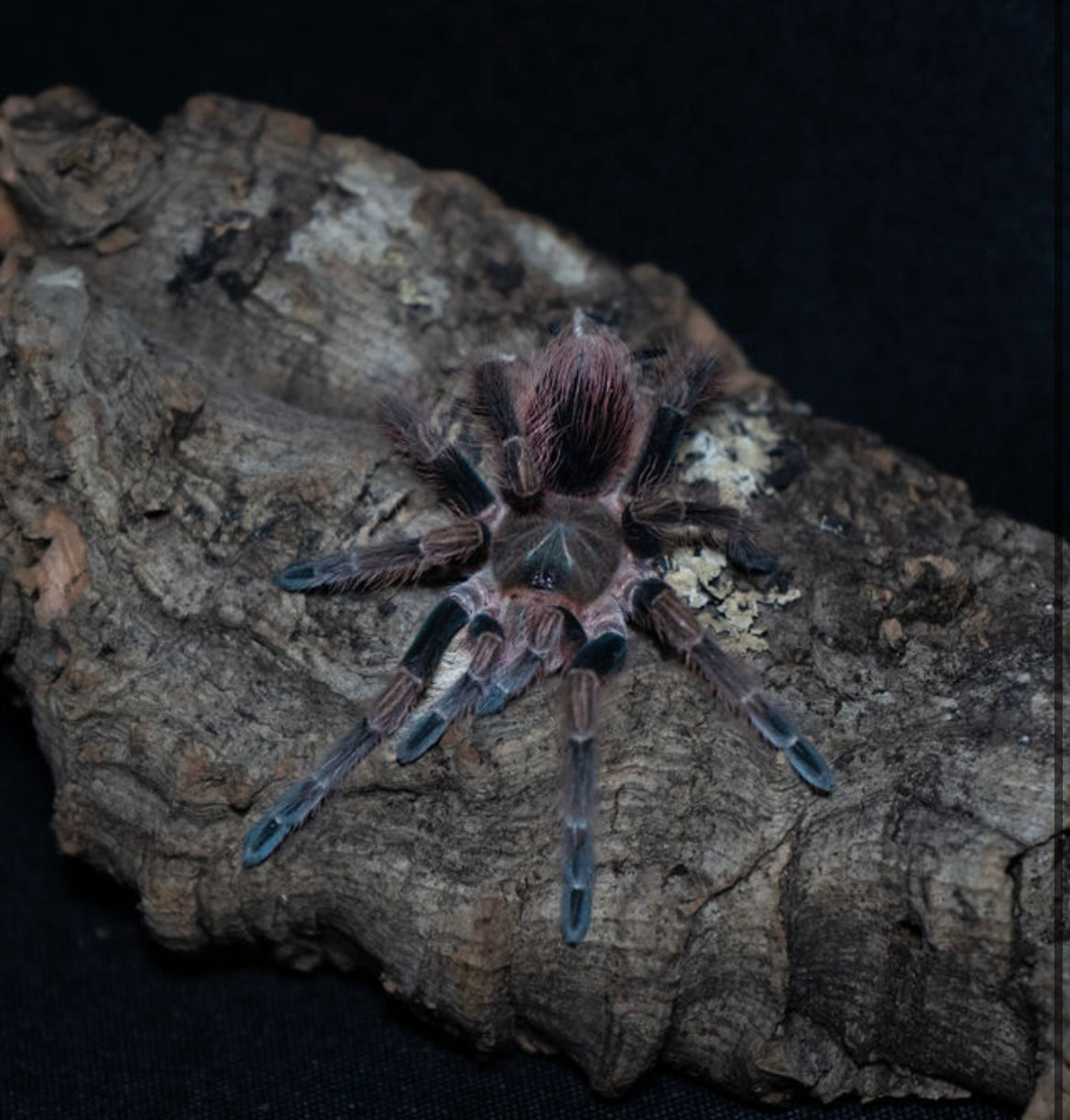 Pamphobeteus sp. 'Mascara' (Mascara Birdeater Tarantula) Female