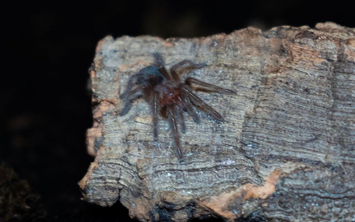 Grammostola pulchra (Brazilian Black Tarantula)