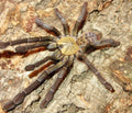 Phormingochilus sp. "Akcaya" (Golden Bat Eater Tarantula)