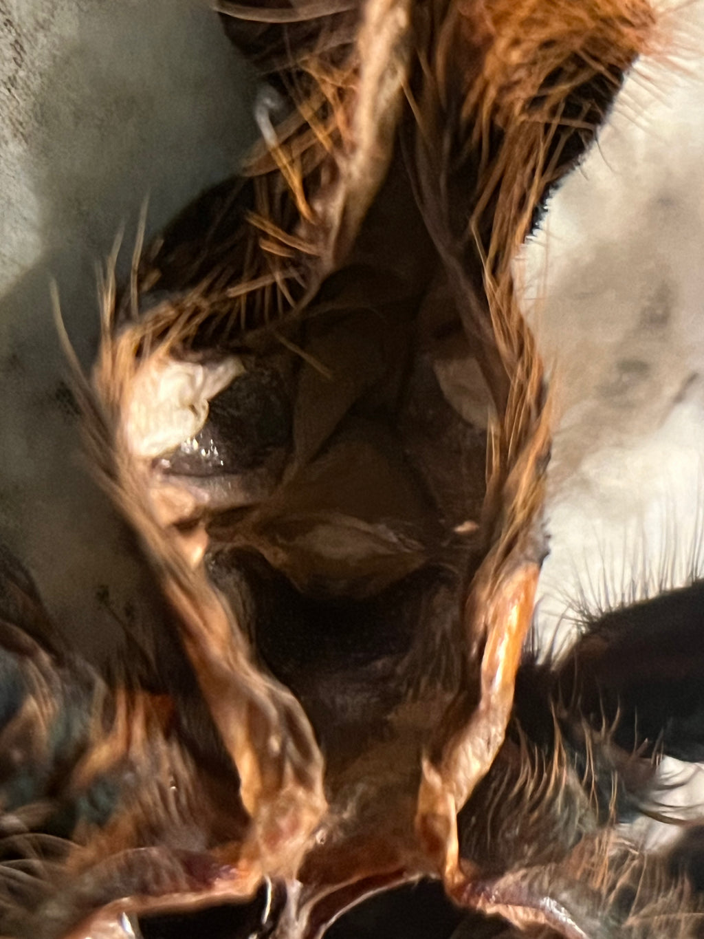 Chromatopelma cyaneopubescens (Green Bottle Blue Tarantula)-Female